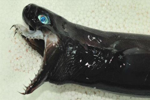 The ‘Alien’ Is Real: Shark Hauled From Deep Ocean Has Extendable Jaws