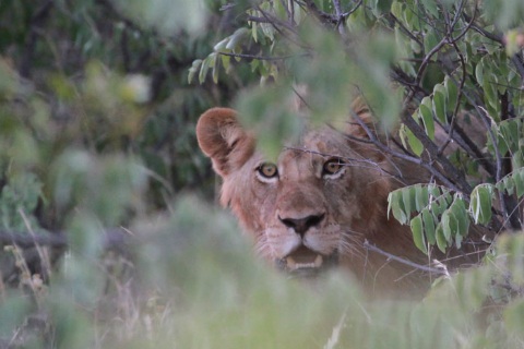 South African Lion Kills Poacher, Leaves Only Head Behind