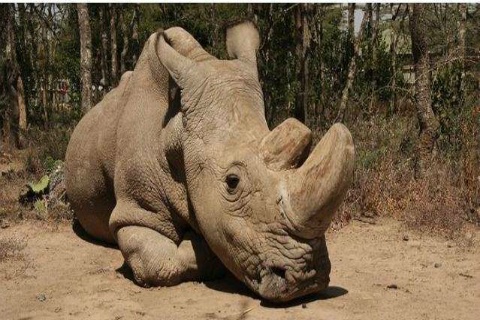 Sudan white northern male rhino dead